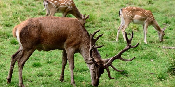PVV zoekt geitenpaadje behoud hertenkampen